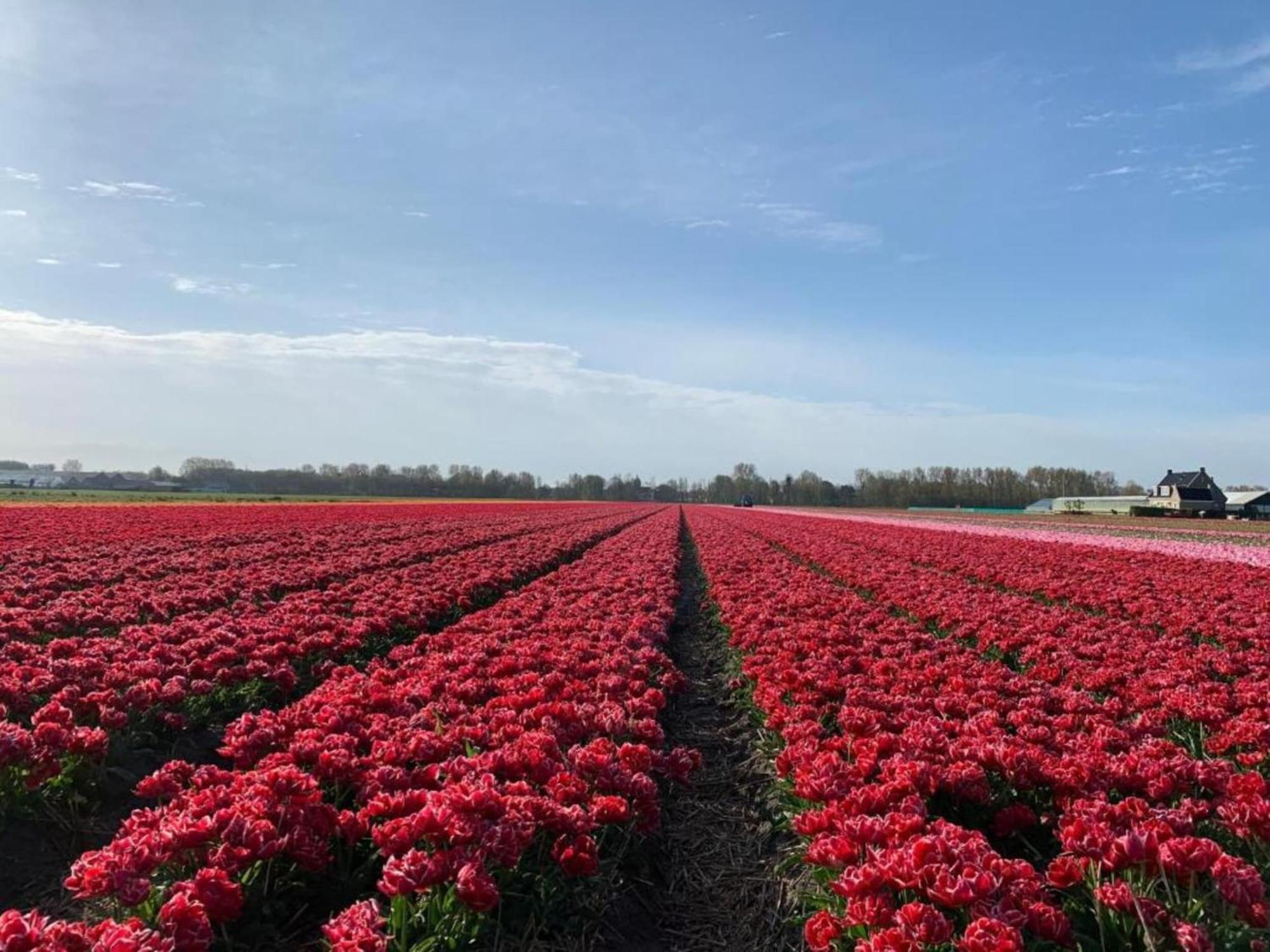 Fresh And Colorful Near The Sea Dunes And